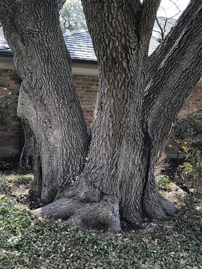 Mature heritage tree close to a Lake Village property cared for by certified arborists